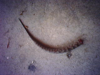 severed tail